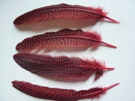 AM.212- 4 stuks parelhoen quinea veren rood van 20-25cm