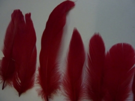 AM.100.B- 10 stuks ganzenveren van 15-20cm lang rood