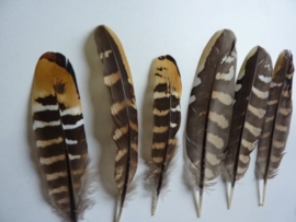 AM.220- 6 stuks reeves fazantveren van 13-18cm lang gele accenten