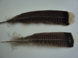 AM.217- 2 stuks wilde kalkoen veren van 25-32 cm.  - zeer zeldzaam!