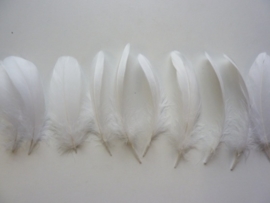 AM.312- 10 stuks ganzenveren van 15-20cm lang wit