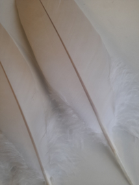 AM.414 - 1x adelaar veer van 37 - 40 wit