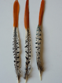 AM.116 - 3 stuks lady amherst fazant red-tip veren van 23 - 26 cm. lang