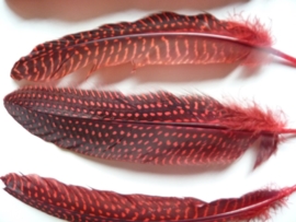 AM.212- 4 stuks parelhoen quinea veren rood van 20-25cm