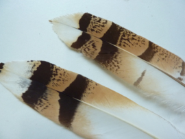 AM.222 - 2 stuks exclusieve uilenveren van ca. 24 - 27 cm.