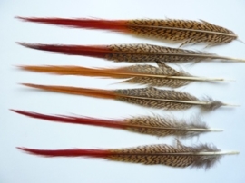 AM.120 - 6 stuks red-tips veren van ca.22 - 23 cm. lang