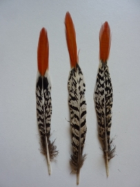 AM.114- 3 stuks lady amherst fazant red-tip veren van 15-20cm lang