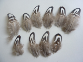 AM.195 - 10 stuks mini fazant veertjes 4 - 8 cm zwart - grijs