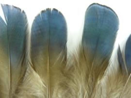 AM.313- 10 stuks eenden veertjes blauwgrijs van 4-9cm lang
