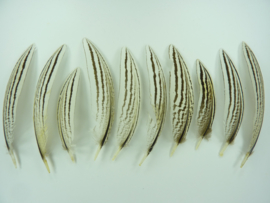 AM.196- 10 stuks zilverfazant veertjes van 9-12cm