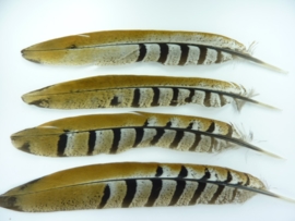 AM.69- 4 stuks reeves konings fazant veren van 18-25cm lang