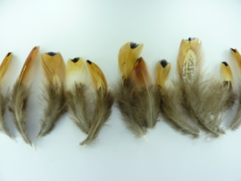 AM.31- 50 stuks lady amherst fazant veertjes van 7-10cm