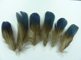 AM.313- 10 stuks pauwenveertjes blauwgrijs van 4-9cm lang