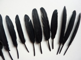 2603072-  15  stuks eendenveren zwart van 9 tot 13 cm lang AANBIEDING