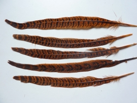 AM.124- 5 stuks ringneck fazantveren van 23-26cm lang oranjebruin
