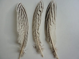 AM.103- 3 stuks smalle zilverfazant veren van 18-24cm lang