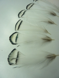 AM.161- 6 stuks lady amherst white tippet van 6-10cm lang
