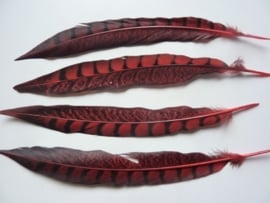 AM.214- 4 stuks lady amhurst fazant veren van 23 - 28cm lang