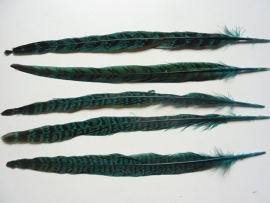 AM.123- 5 stuks ringneck fazantveren van 23-26cm lang turquoise
