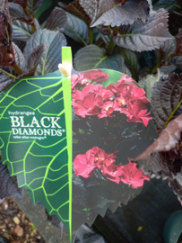 Hydrangea macr. Black Diamond Dark After Midnight  C5