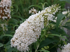 Buddleja dav. White profusion