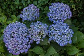 Hydrangea macr. Hovaria Hopcorn ® (H108) c4-5
