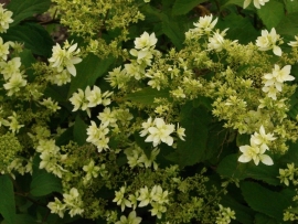 Hydrangea Hovaria Hayes Starburst® (double annabelle) (H92)