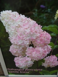 Hydrangea pan. Vanille Fraise (H124)