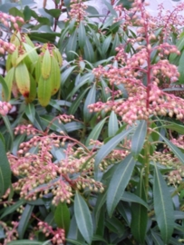 Pieris little heath c2-3