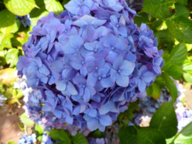 Hydrangea macr. Jip