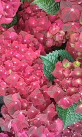 Hydrangea macr. Magical Ruby Tuesday  rood c3
