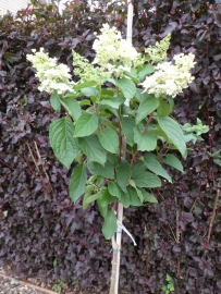 Hydrangea pan. Uniek (H22) op stam