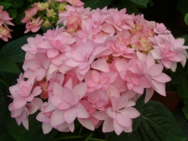 Hydrangea macr. Youme Romance® (H86)