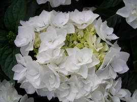 Hydrangea macr. Triplle Star Coco (Beautensia) (H103)