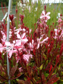Gaura Pink Dwarf P9
