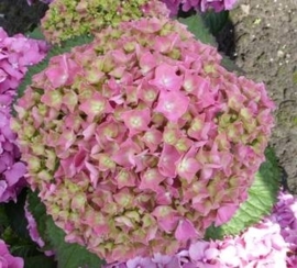 Hydrangea macr. Koningin Wilhelmina (H41)