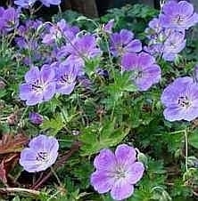 Geranium Rozanne  c2