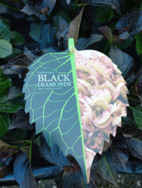 Hydrangea macr. Black Diamond Dark Midnight  Pearle C5