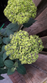 Hydrangea arb. Lime Ricky   (Lime Annabelle) (H167)