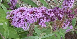 Buddleja lavender flow