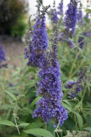 Buddleja dav. Ellen`s Blue