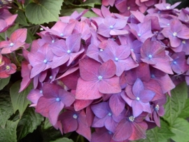 hydrangea macr. Deep Purple  Dance(music collection)  c5