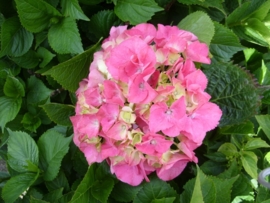 Hydrangea macr. Masja (H44)