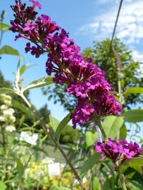Buddleja dav. Royal red