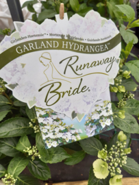 Nieuw!! Hydrangea Runaway Bride  (6 liter pot)