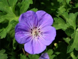 Geranium Rozanne  c2