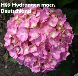Hydrangea macr. Deutschland (H89)