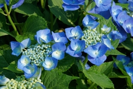 Hydrangea macr. Blaumeise (H60)