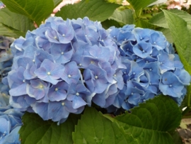 Hydrangea macr. Koningin Wilhelmina (H41)