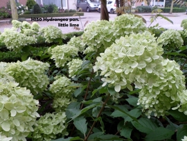 Hydrangea pan. Little Lime (H150)